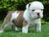 Beautiful English Bulldog For Adoption xxxxxxxxxx