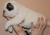 compassionate English bulldog puppies for sale