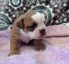 honorable English bulldog puppies ready for sale