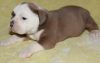 trustworthy English bulldog puppies for sale