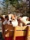 English Bulldog Puppies - Awesome Puppies