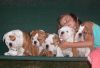 Sweet English Bulldog Puppies For Sale