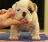 English Bulldog puppies ready for a new home