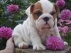 Male and Female English bull dog for sale