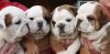 Bulldog Puppys For Adoption Text (xxx) xxx-xxx5