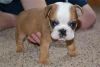 English Bulldog puppies for a good home care