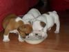English Bulldog Puppies Available For You
