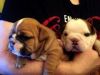 adorable male an enlish bulldog puppies for sale