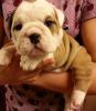 English bull dog puppy for sale