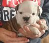 english bull dog puppy for sale