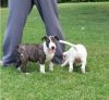 English Bull Terrier Girl Puppies