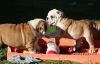 English Bulldog puppies ready for new homes