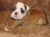 adorable male and female English bull for sale