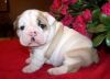 Our lovely English Bulldog puppies