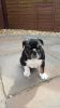 e have a male and female English bull dog puppies