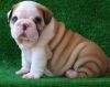 Darla English Bulldog Puppy