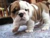 English Bulldog Puppies for adoption.