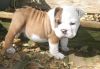 English bulldog puppies ready for adoption