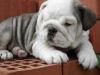 Outstanding English Bulldog Pups For Free Adoption