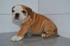 adorable male and female english bulldog puppies