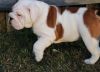 Energetic Playful English Bulldog Pups For Sale