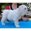 Akc Reg English Bulldog Puppies For Sale