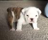 Miniature bulldog puppies for sale