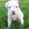 Healthy Pit bull puppies for free Adoption