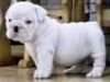 clean english bull dog puppies for sale in texas