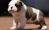 Healthy Playful English Bulldog Pups Avail