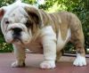 English bulldog puppies for Adoption
