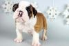 English Bulldogs available 12 weeks old