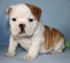 Male and female English Bulldogs Puppies