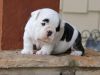 Cute English Bulldog puppies for sale now