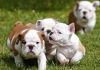 English Bulldog Puppies Ready For Good Homes