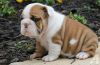 Nice and Healthy Bulldog Puppies Available