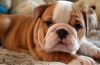 cute looking and lovely english bulldog puppies