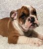 Hgfhgf English Bulldog Pups For Sale