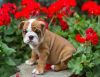 Affectionate English Bulldog Puppies (xxx)xxx xxx0