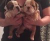 Amazing Ch Bred Bulldog Pups For Sale