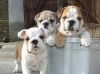 English Bulldog Puppies (ready Now)