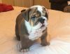 Blue Fawn English Bulldogs Available Now