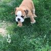 Only 4 English Bulldog Male Available Now.