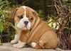 English Bulldog Puppies With Show Potential