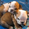 English bulldog Puppies available