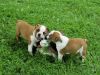 sweet English Bulldog puppies Available