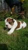 Amazing Male Bulldog Puppies, Excellent Bloodlines