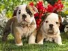 Adorable English bulldog puppies
