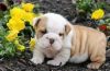 Beautifull Bulldog Puppies with Lovely Markings