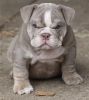 English Bulldog Puppies-